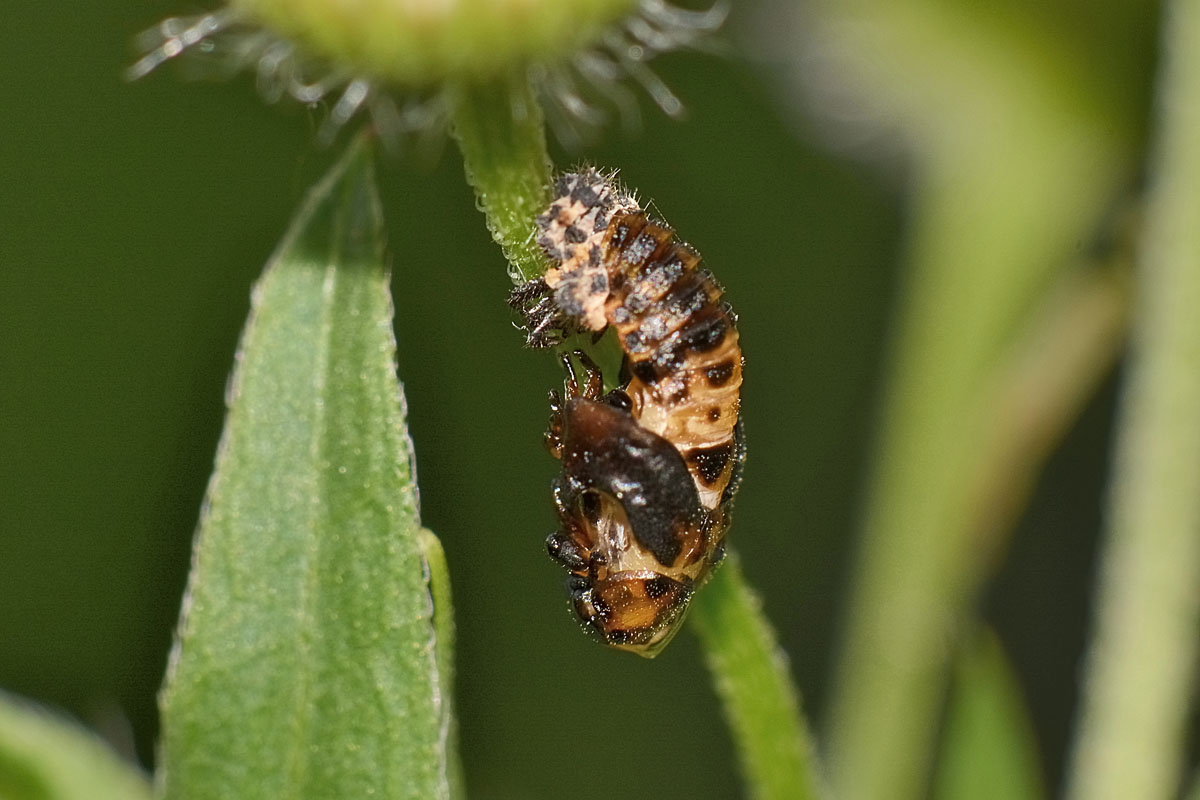 Metamorfosi di Hippodamia variegata, Coccinellidae